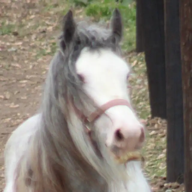 IconicCobs Maximus - Media (Unknown)