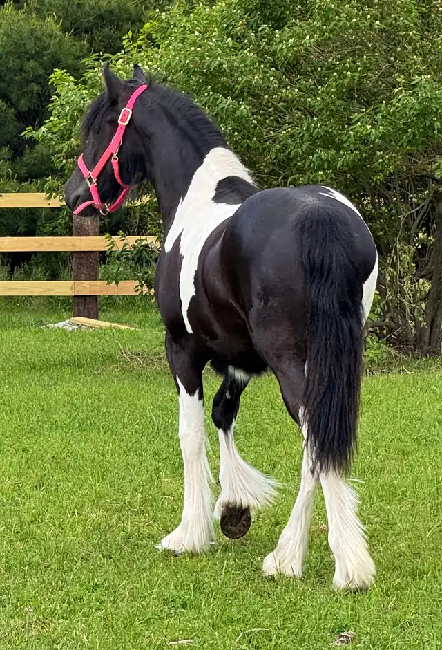 Belle Jl - Media (Unknown)