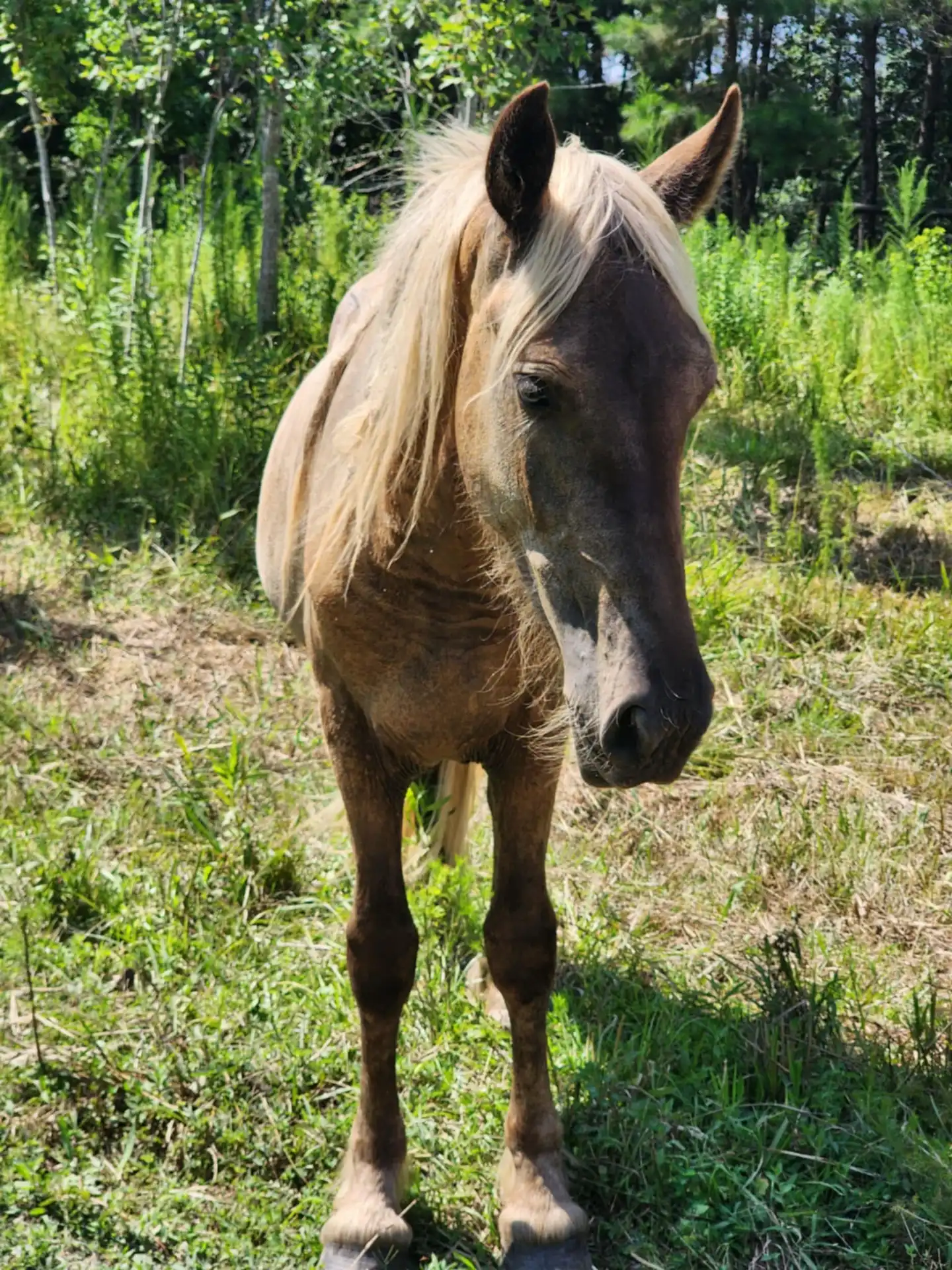 G.S. Silver Voyage - Media (Unknown)