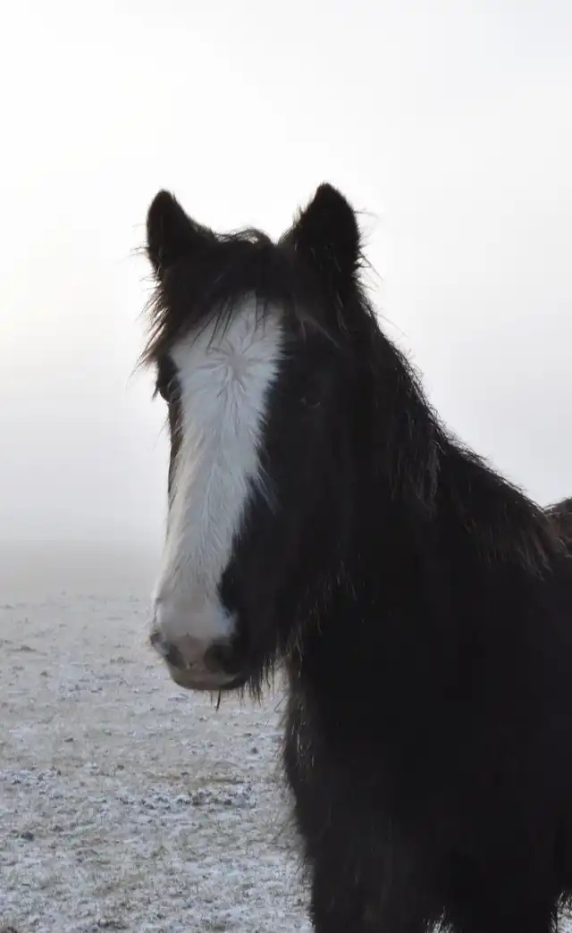 Divas Little Rascal - Media (Unknown)