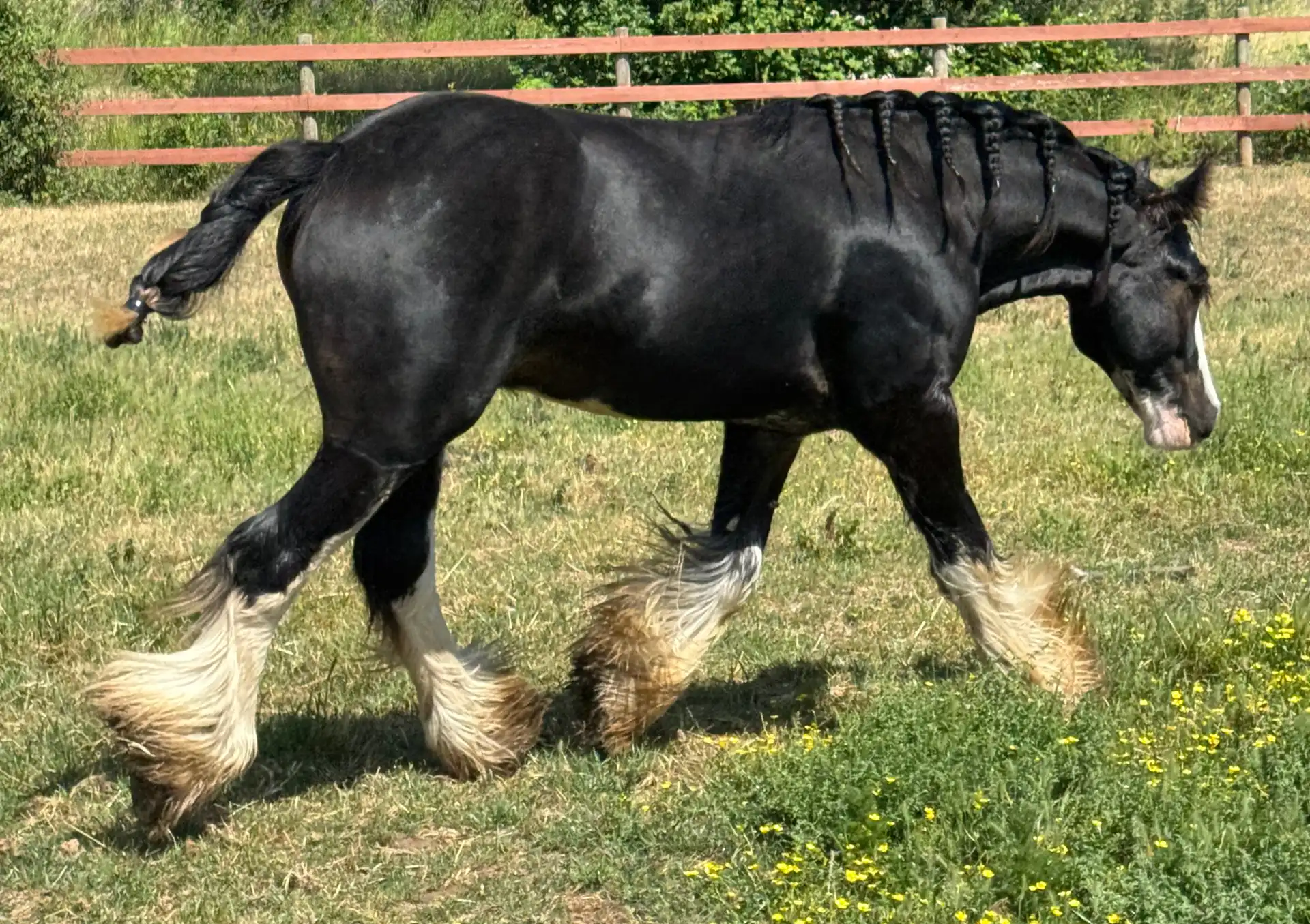 Kohls Epic Edition - Media (Unknown)