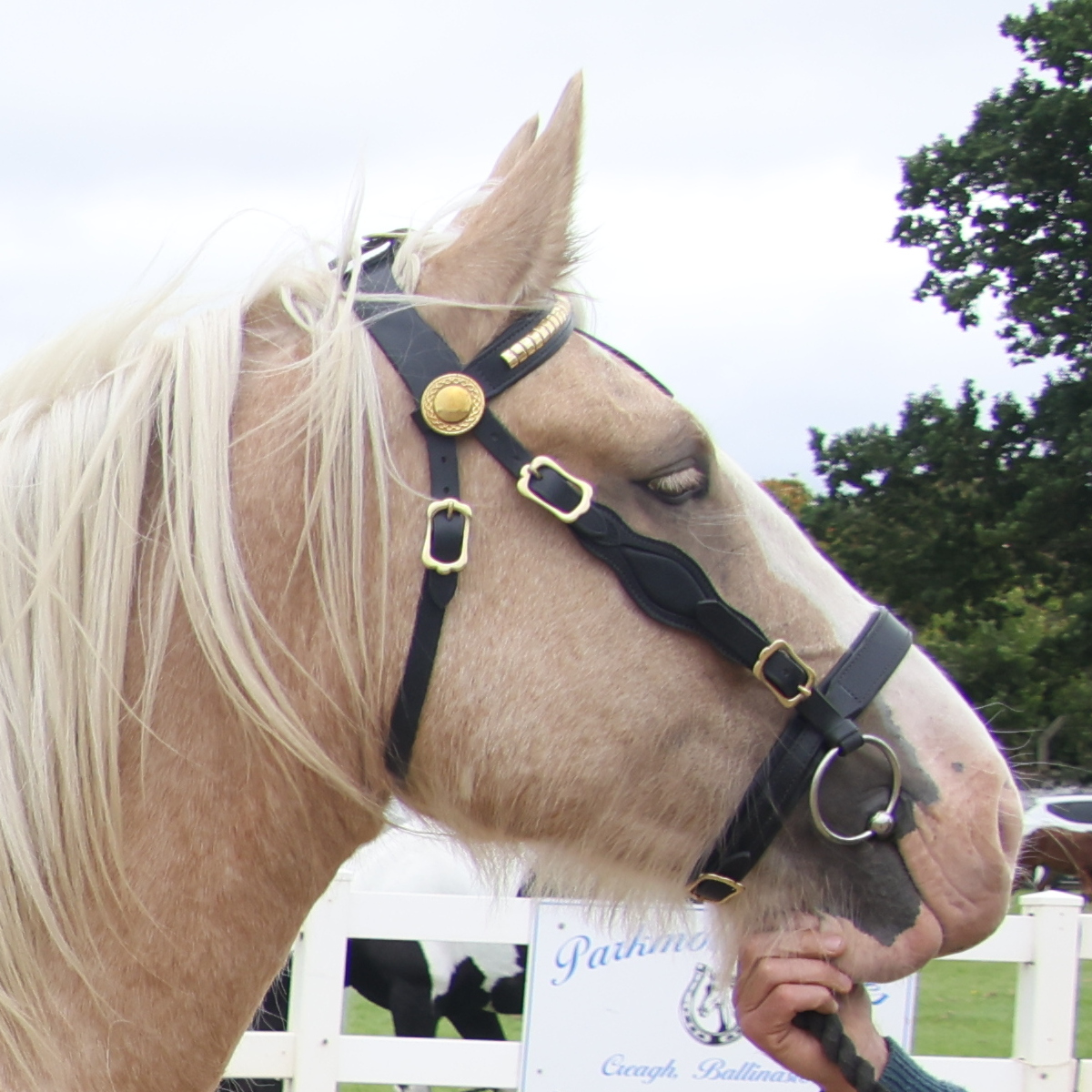 Scriggard Golden Rose - Media (Unknown)