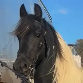 Captain Jack