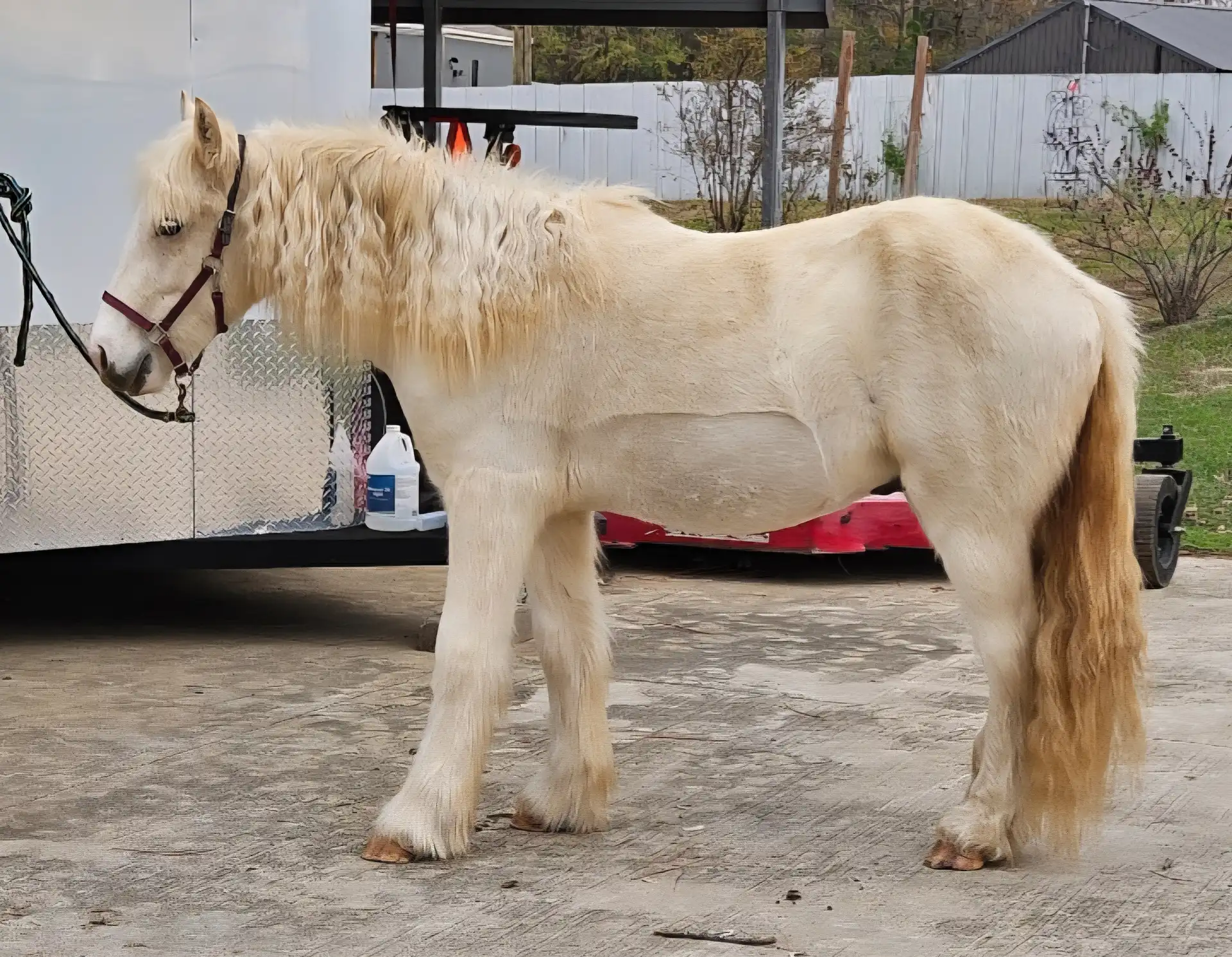 GRH Apache's Secret Gold Nugget - Media (Unknown)