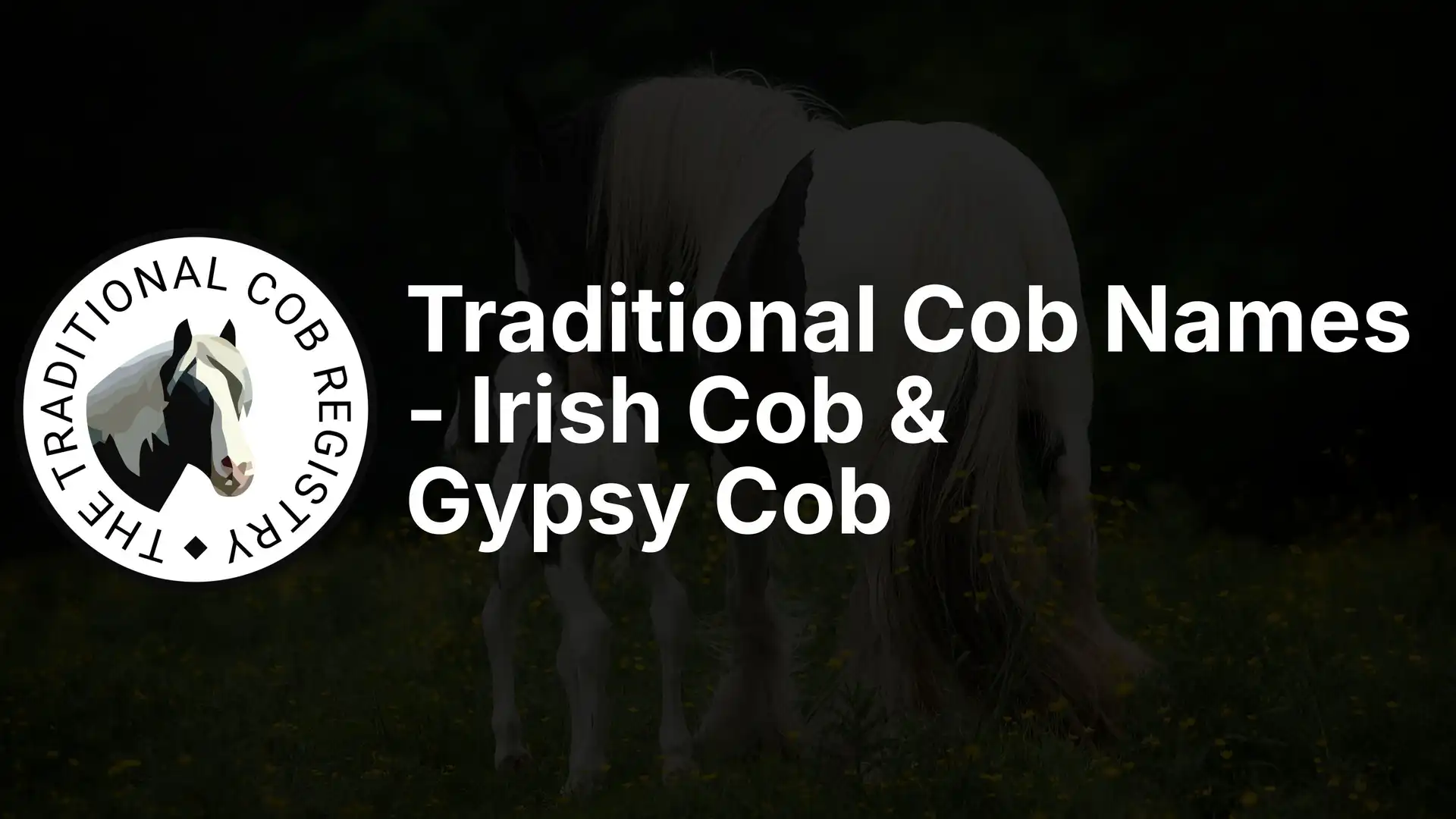 Traditional Cob Names - Irish Cob & Gypsy Cob - Media (1046)
