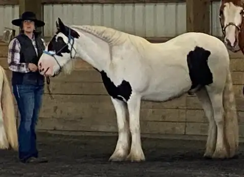 FF Meridas Eternal Evenstar - Media (Unknown)