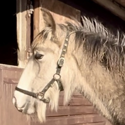 Cursey Golden Katie - Media (Unknown)