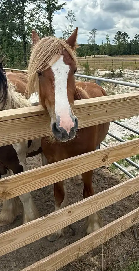 SMG Red Knight - Media (Unknown)