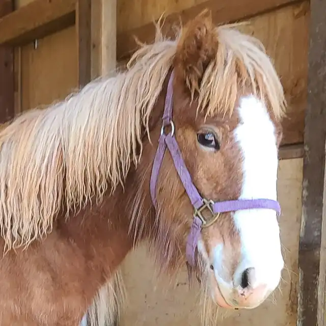 G.S. Golden Sunrise - Media (Unknown)