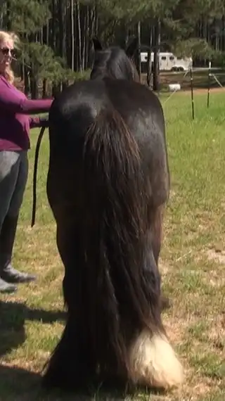 WHR Tiny Dancer - Media (Unknown)