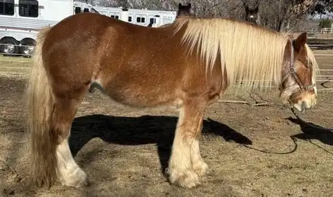 FDR The Preacher - Media (Unknown)