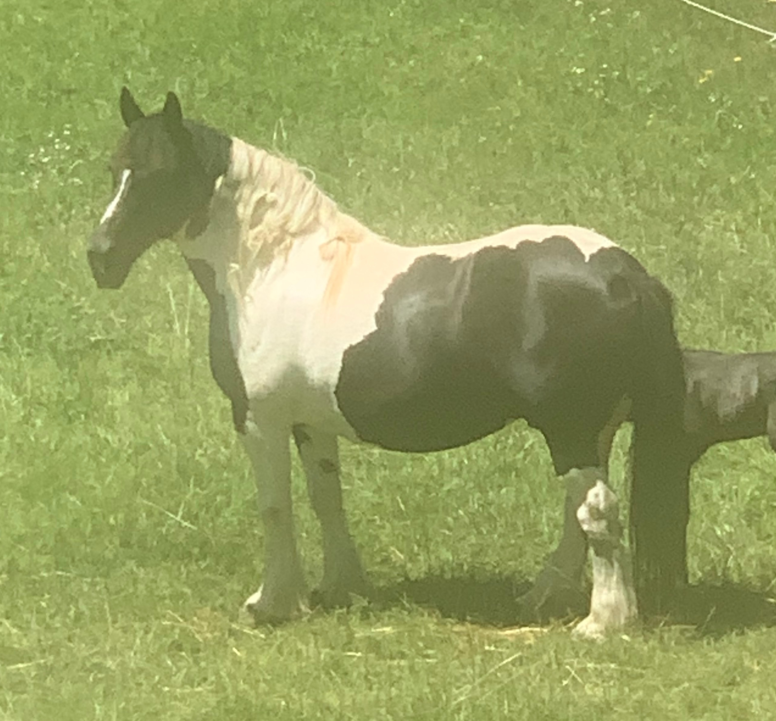 Hello Fancy - Media (Unknown)