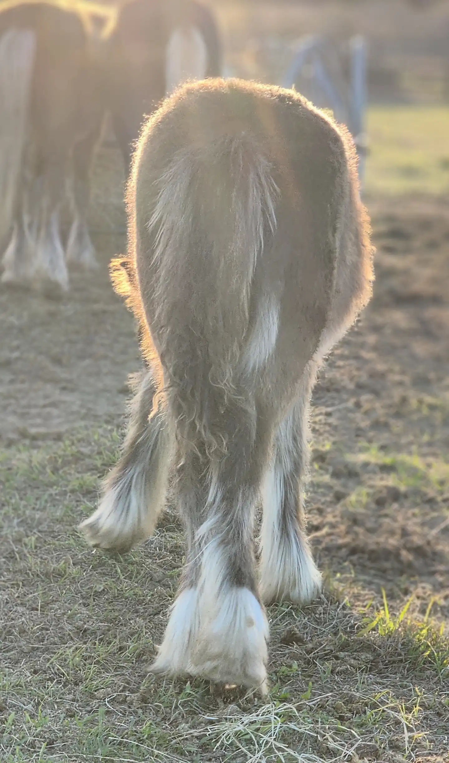 G.S. Knight's Blue Flame - Media (Unknown)