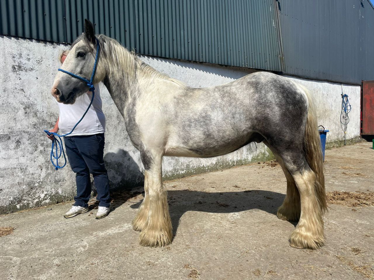 Moneyglen Thunder Blue - Media (Unknown)