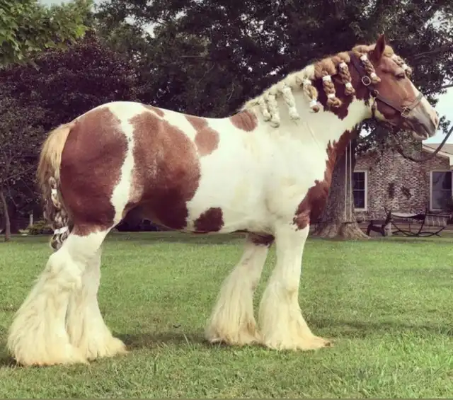 Verbal Pedigree - Media (2087)