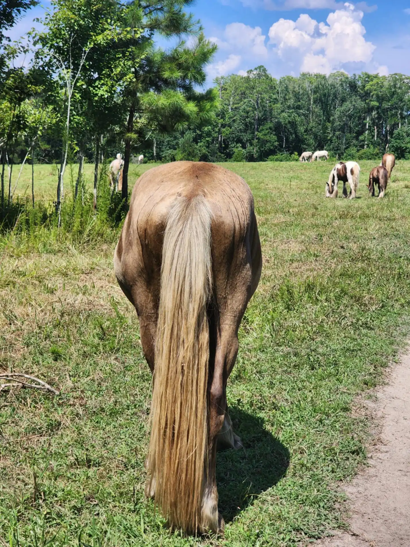 G.S. Silver Voyage - Media (Unknown)