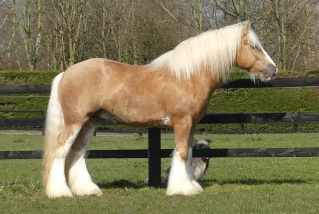 Golden Moone, right side