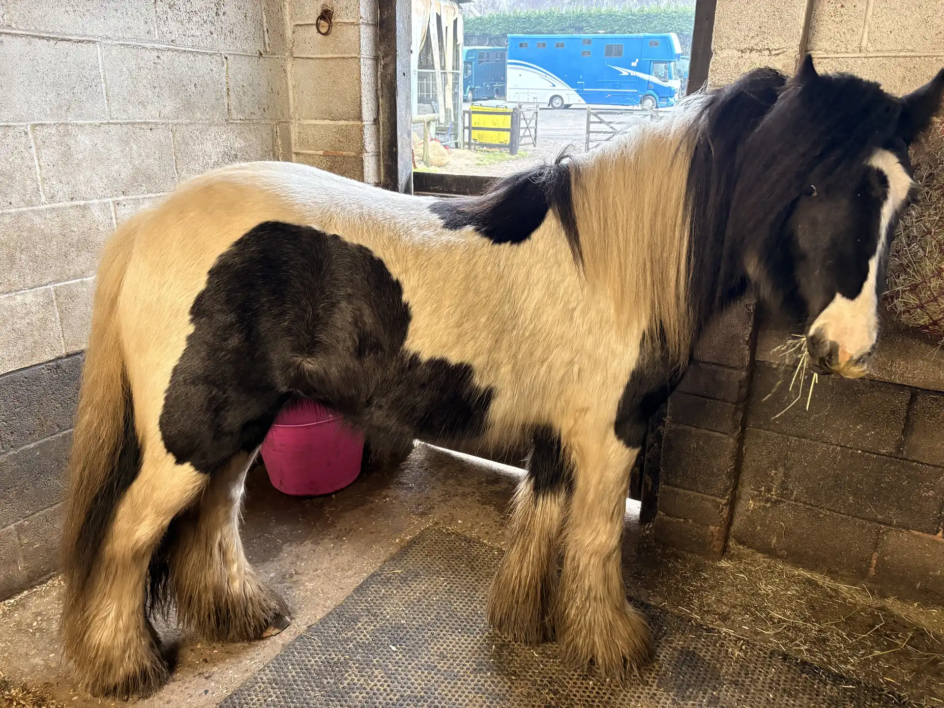 Blackthorn Romeo - Media (Unknown)