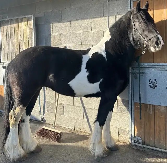 Maggie, right side