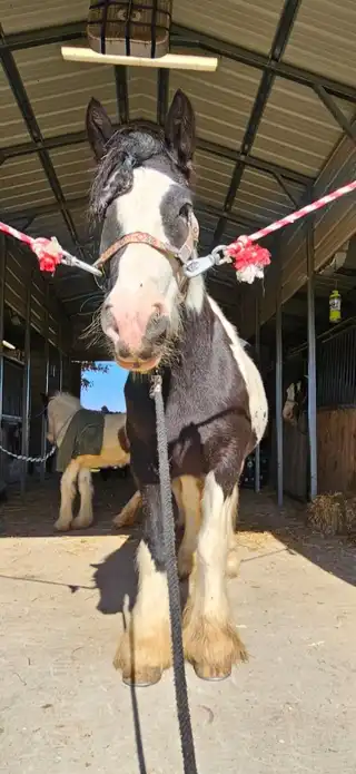 FG Aijalon - Media (Unknown)