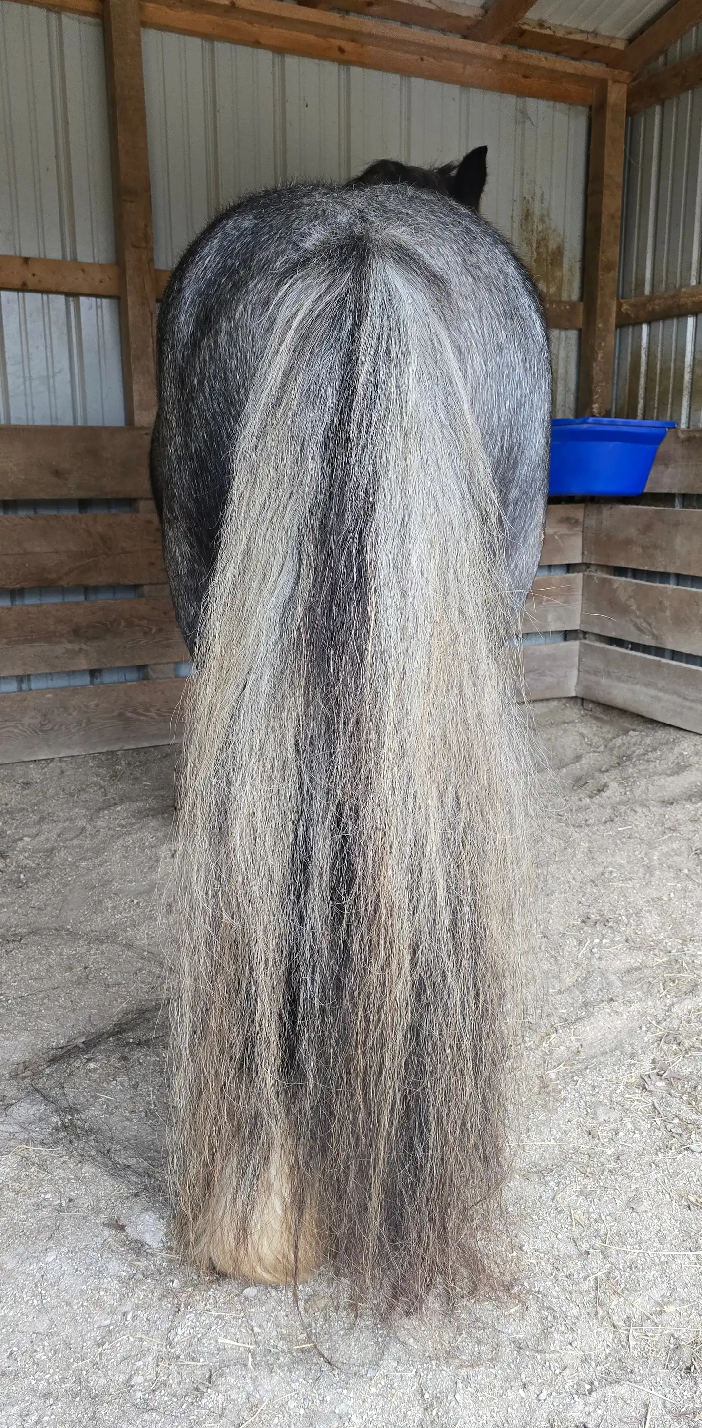 STL Roanin the Blue Corona - Media (Unknown)