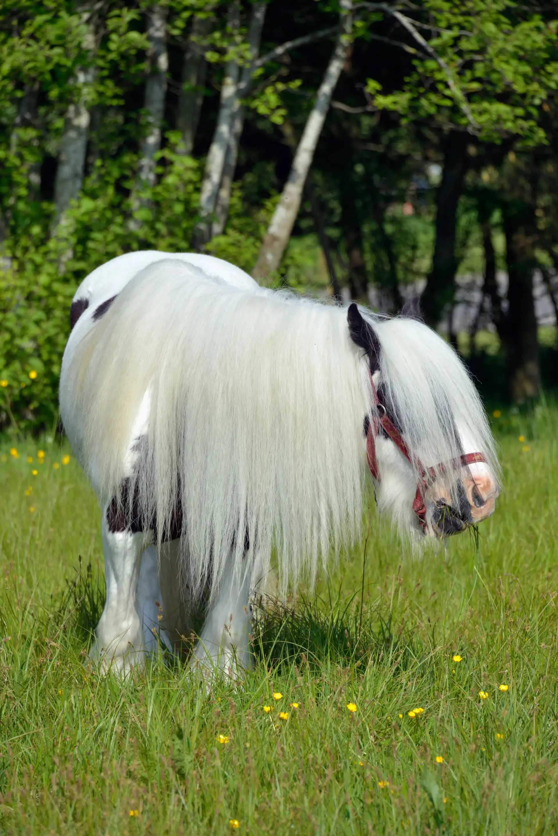 Mini Cob