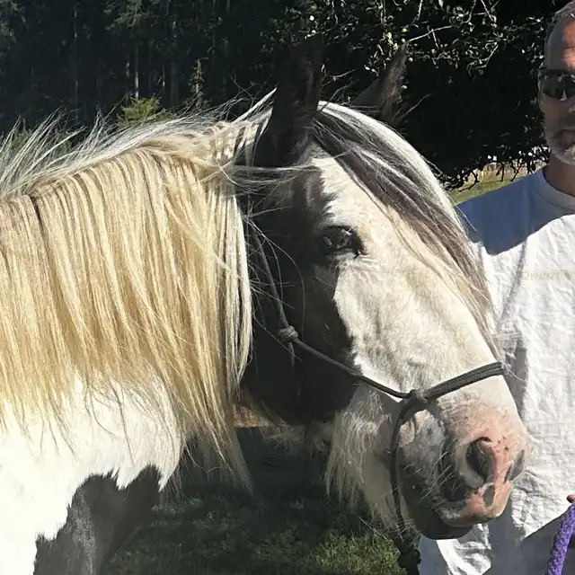 North Star Rose Royce - Media (Unknown)