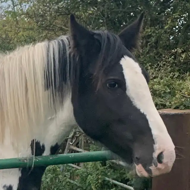 Amy’s Angel - Media (Unknown)