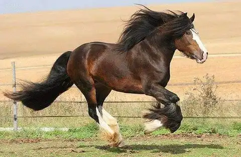 Registration Pedigree - Media (1758)