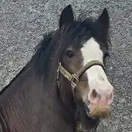 Junior