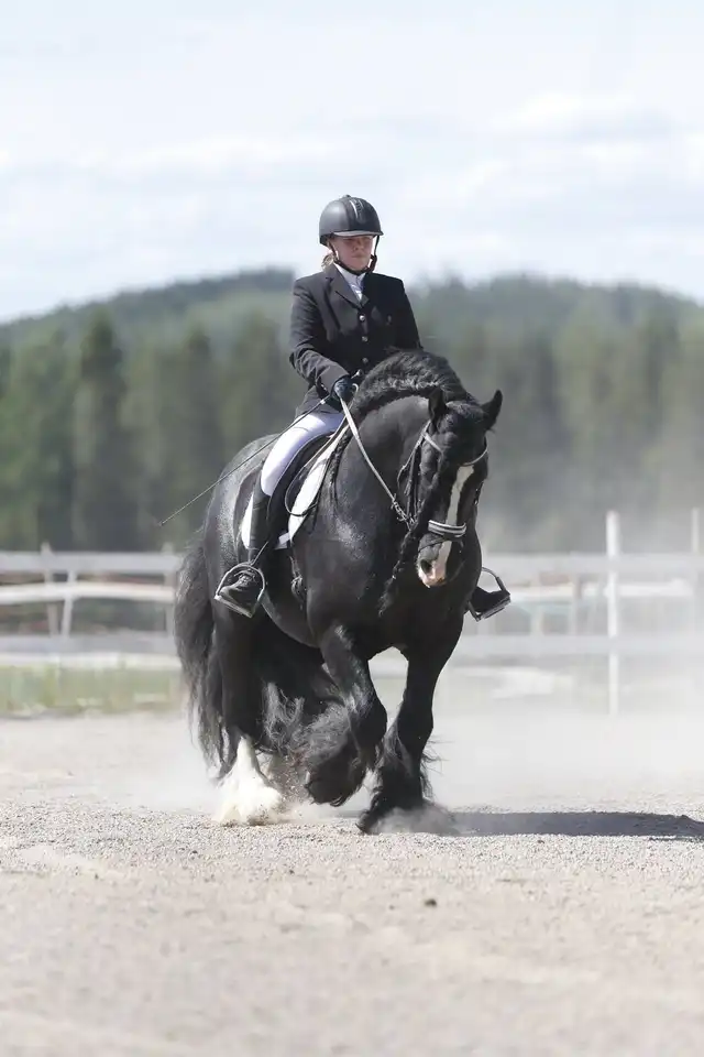 Irish Cob Denmark - Media (2354)