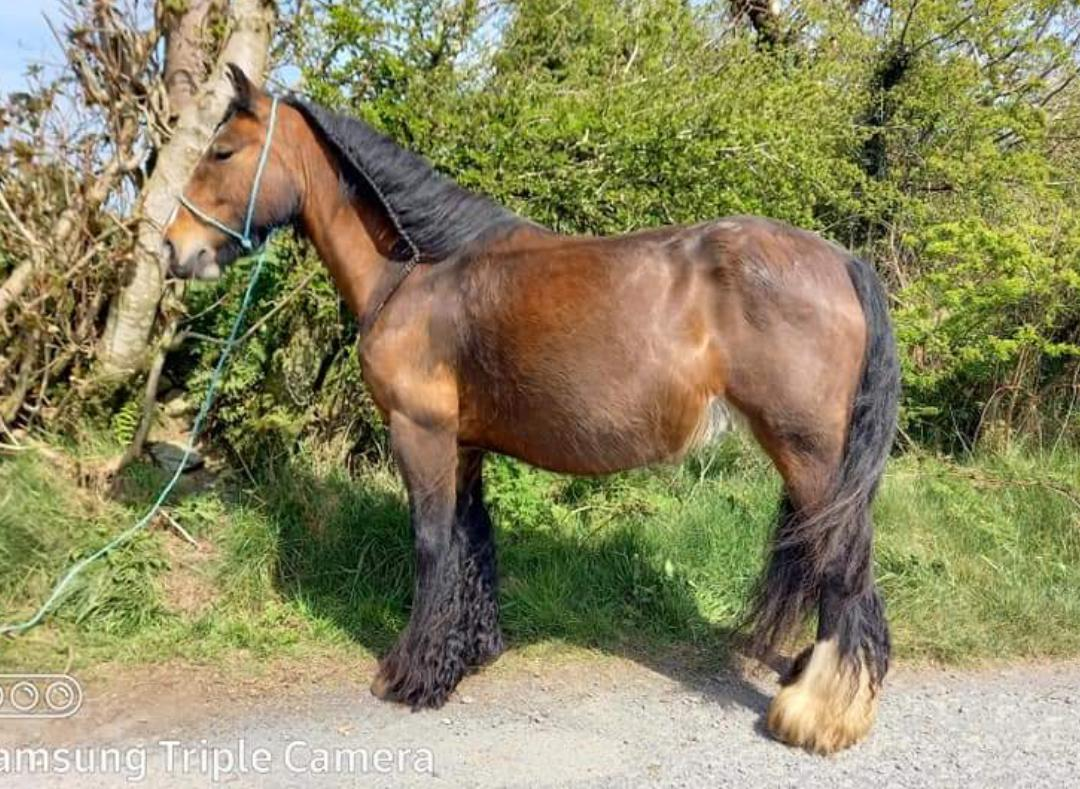 Mollys - Media (Unknown)