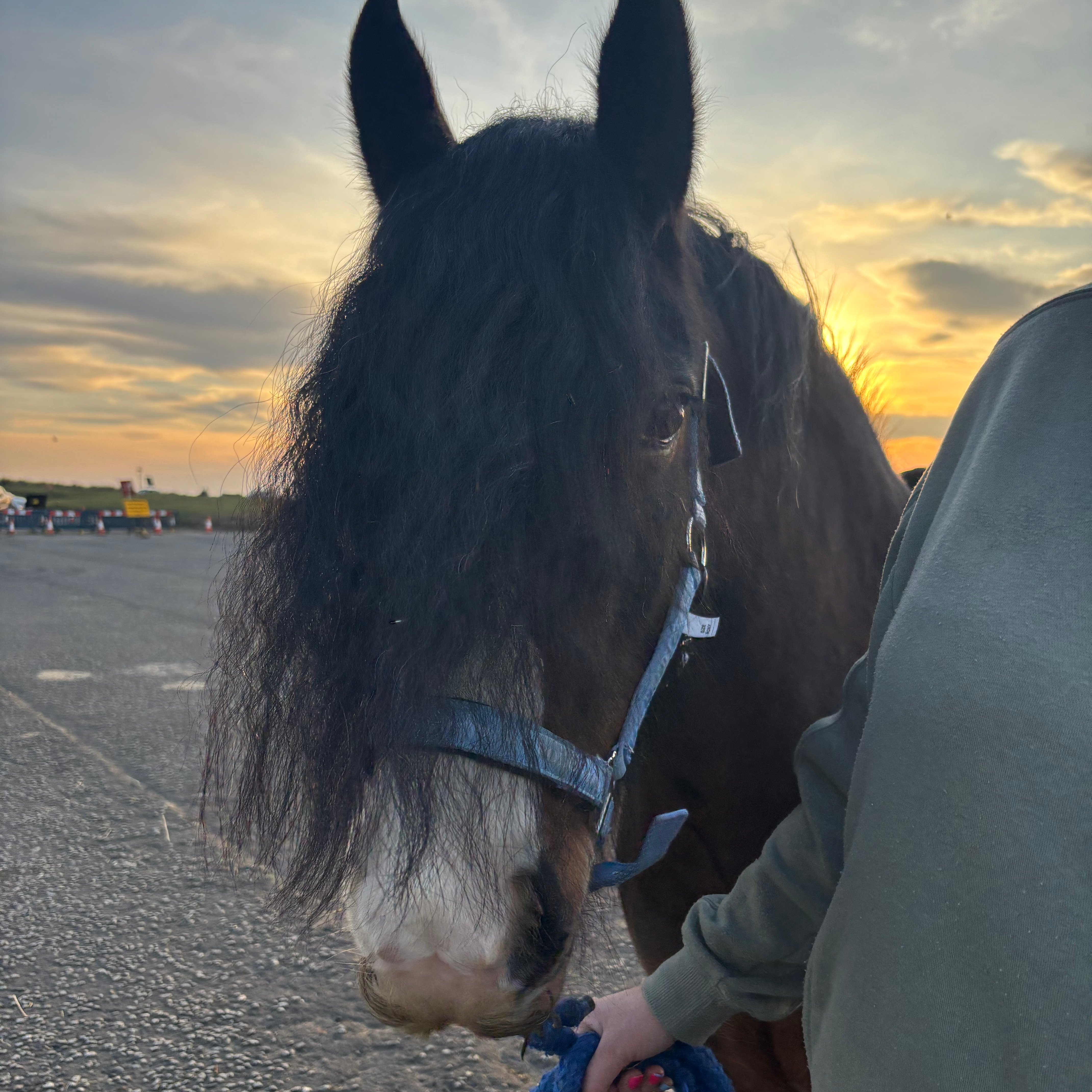 Pippen - Media (Unknown)