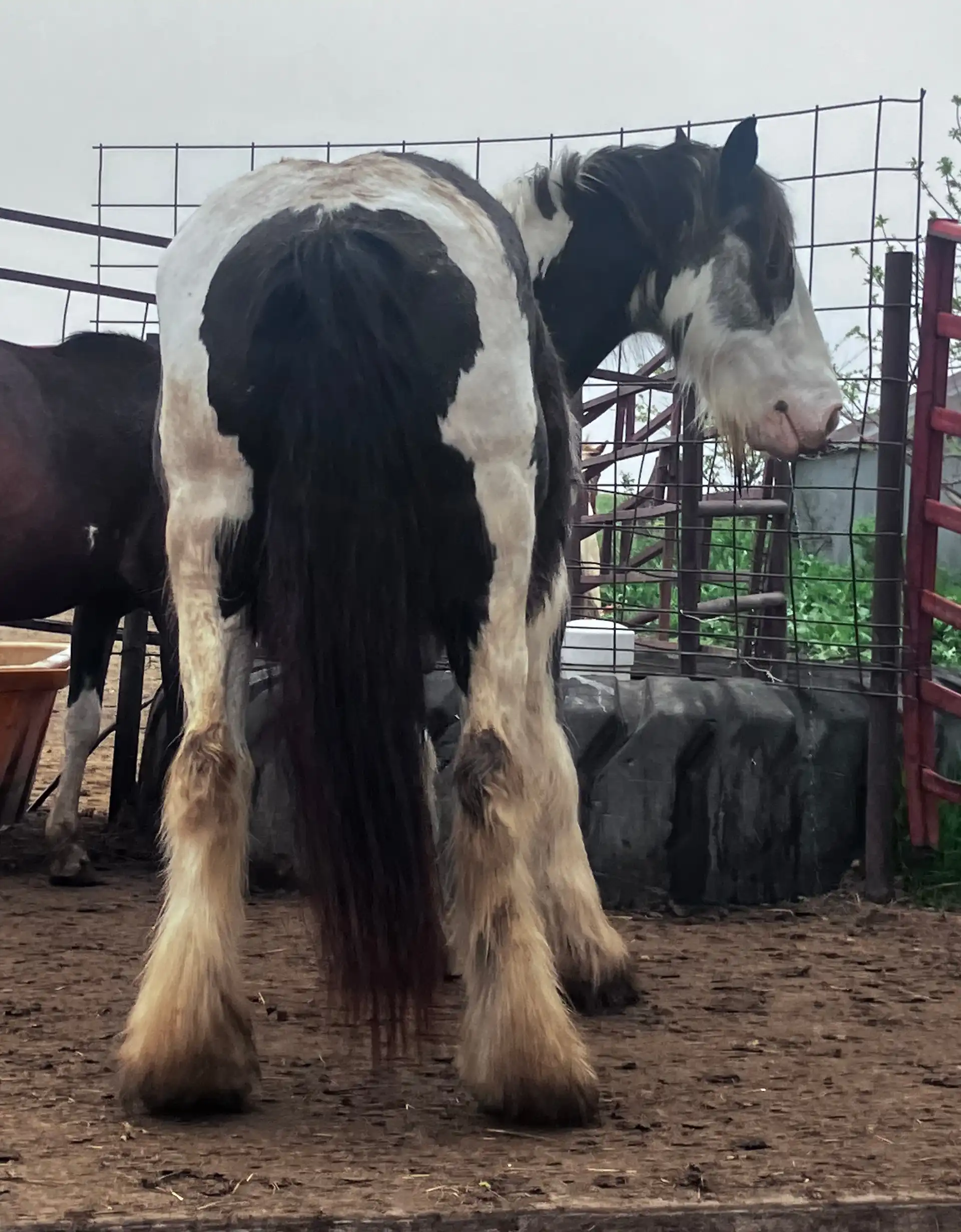 Pollianna - Media (Unknown)