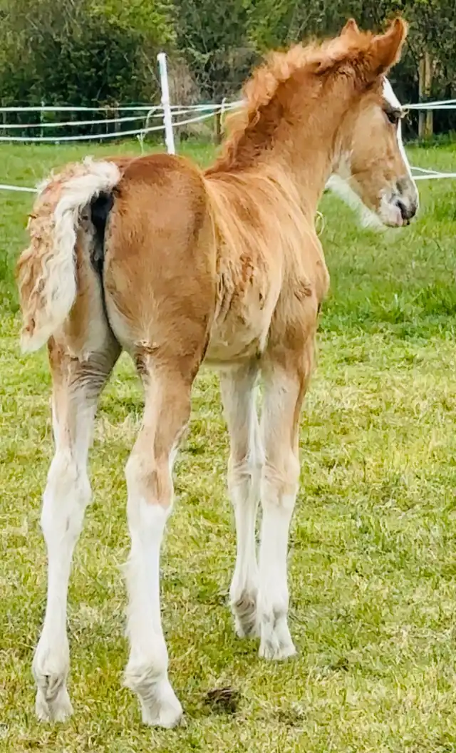 DEVINECOBS Devine's Simply Red - Media (Unknown)