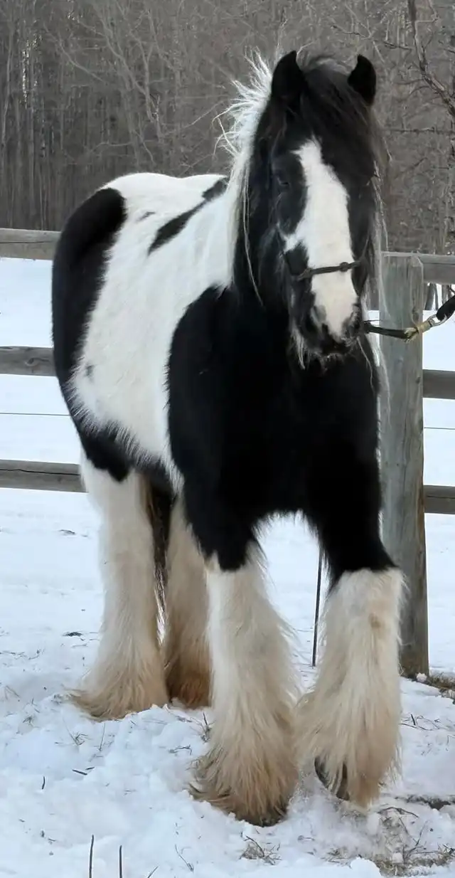 Gypsy Horse Ranch  Eclipse - Media (Unknown)