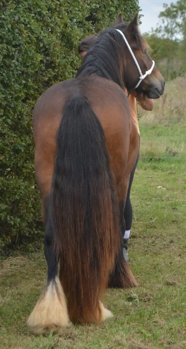 SD Toffee Meringue - Media (Unknown)