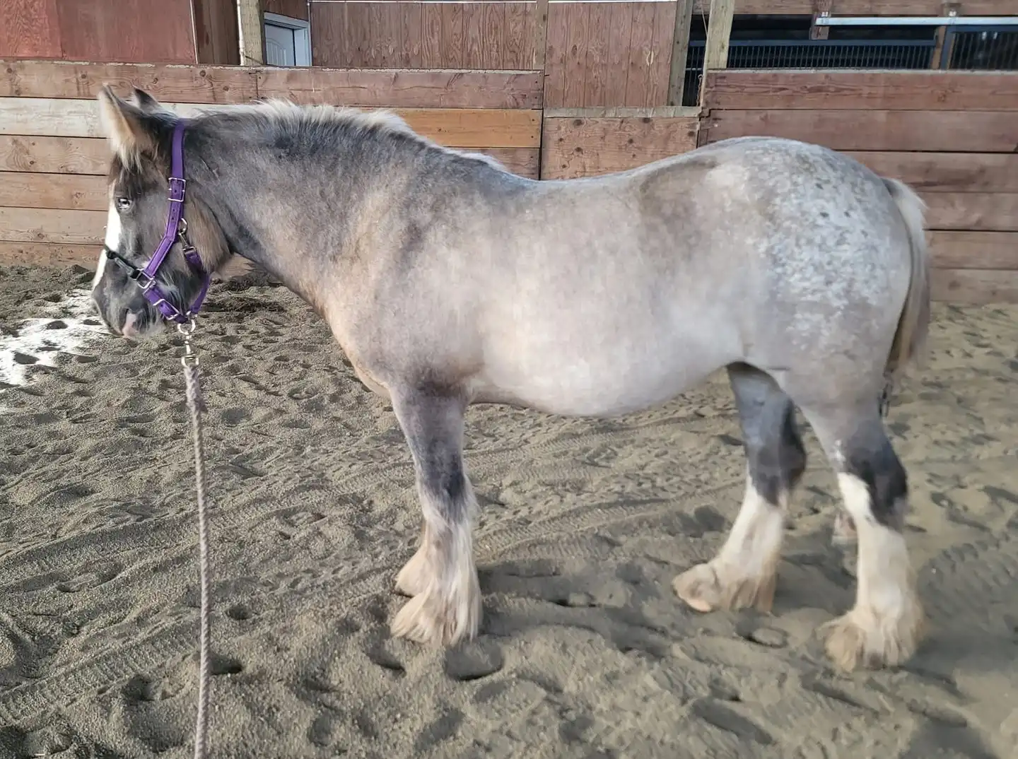 SSR Ladys Miracle - Media (Unknown)