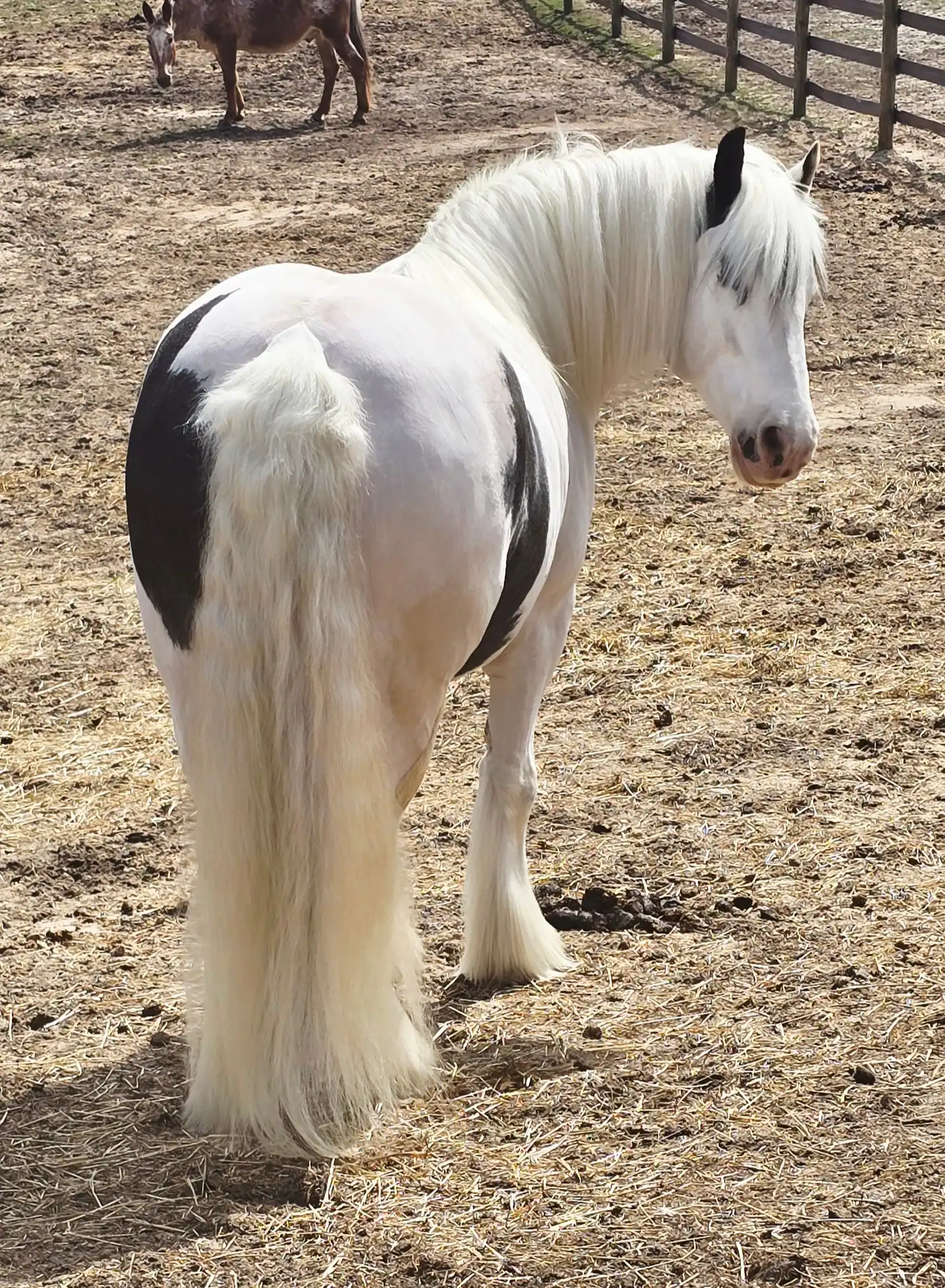 KSF Heart of the Ocean - Media (Unknown)