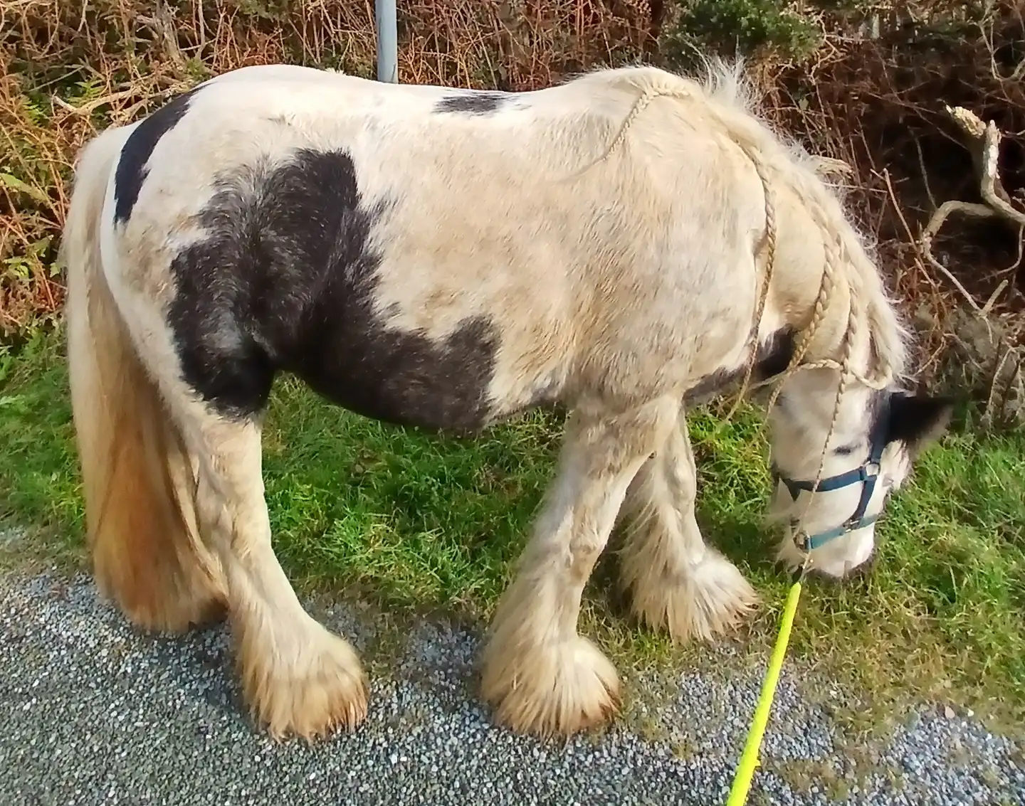 Lakeview Pandora - Media (Unknown)