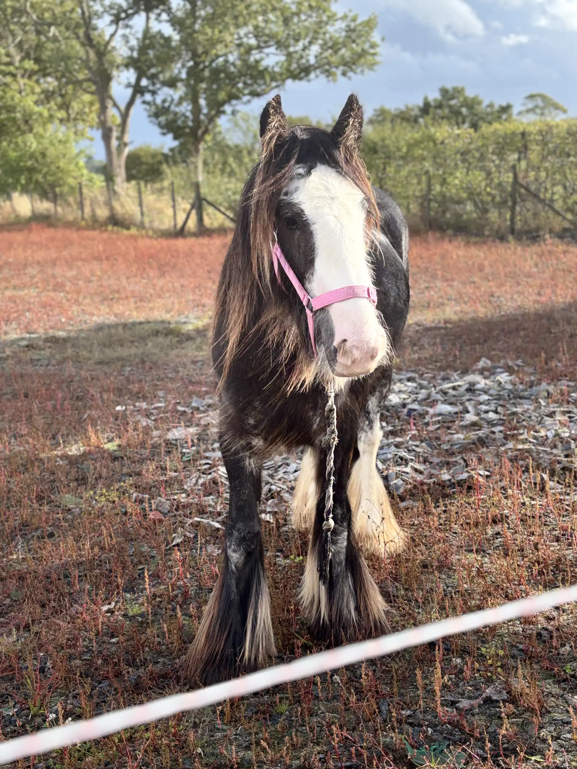 SD  Sd Ruthie - Media (Unknown)