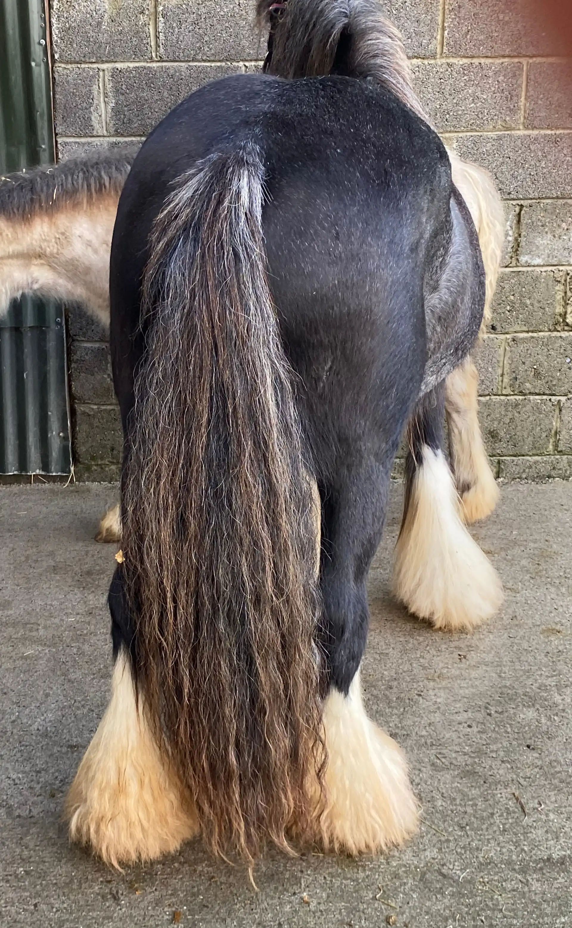 Pickles - Media (Unknown)