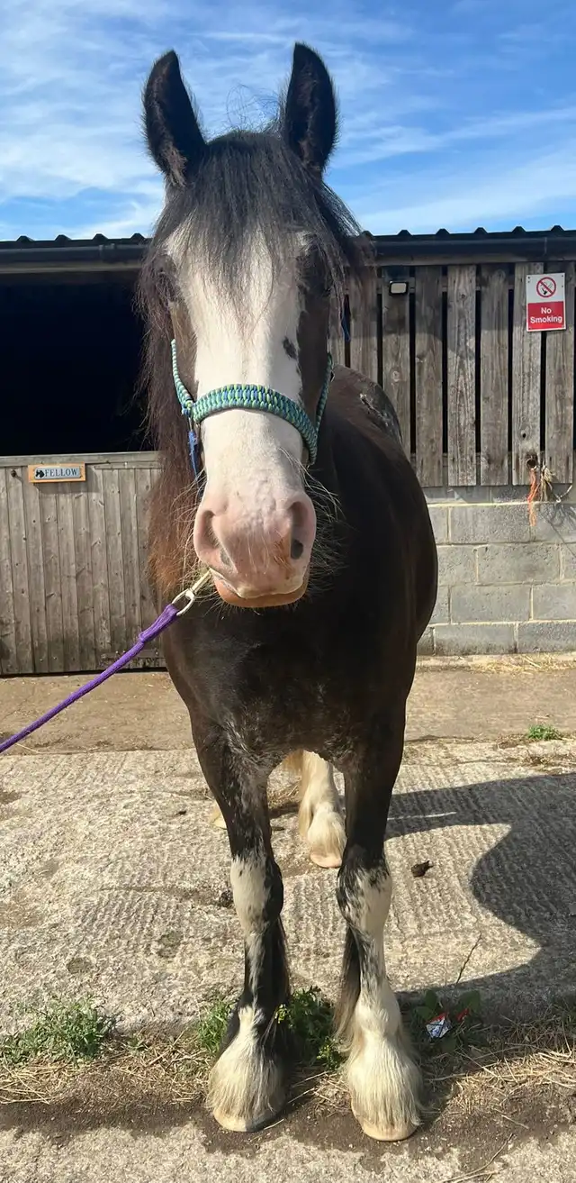 King Sior - Media (Unknown)