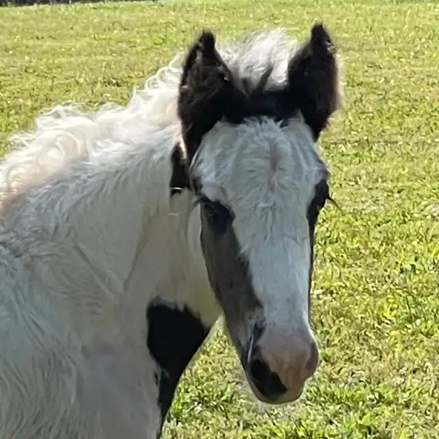 The Storm Empire Horse - Media (Unknown)