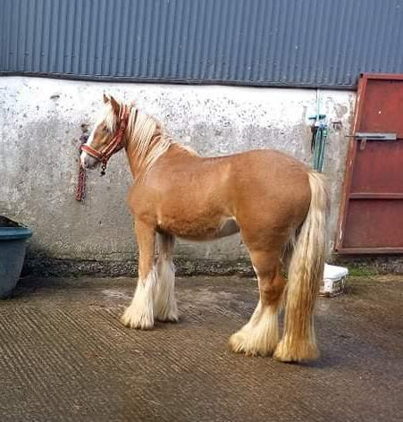 Simba - Media (Unknown)