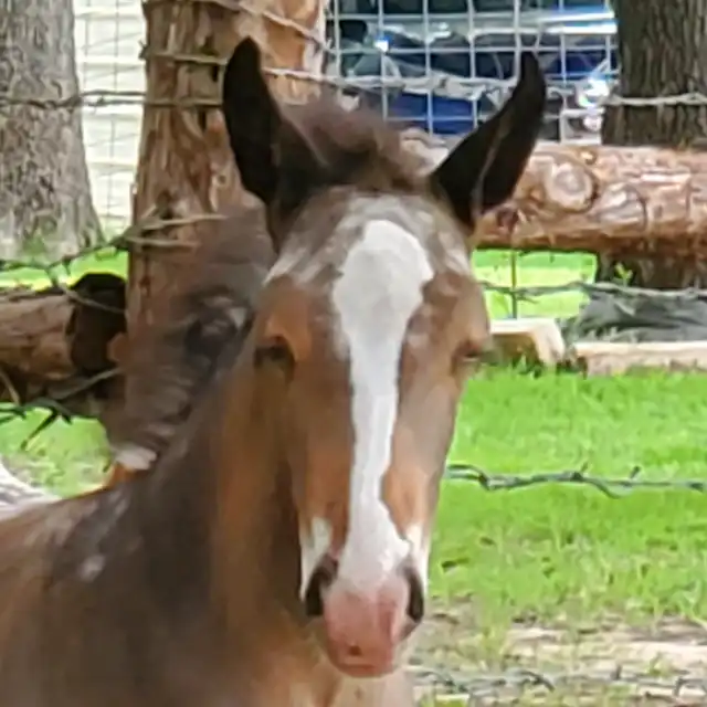 RsF Welcome to the Smoke Show - Media (Unknown)