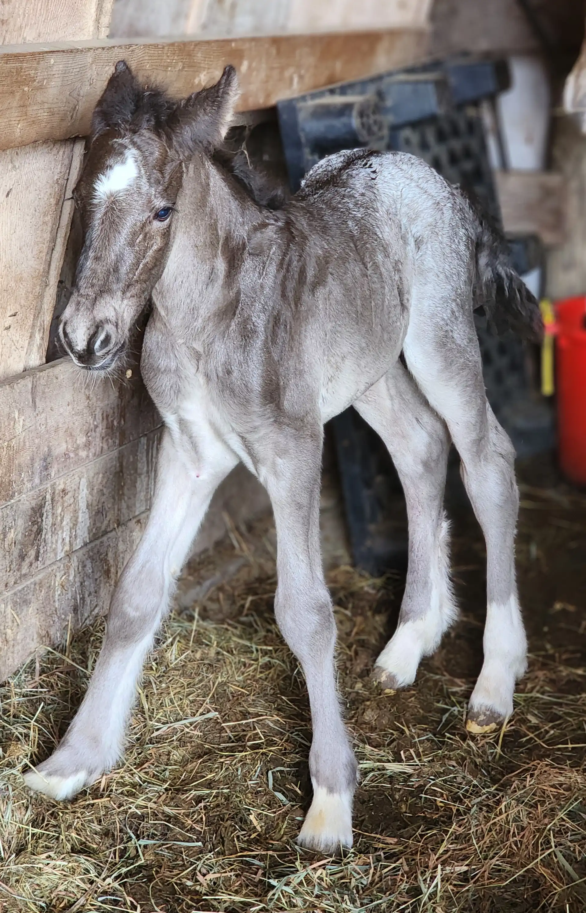 G.S. Cozy up - Media (Unknown)