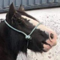 Moneyglen Miss Dignam - Media (Unknown)