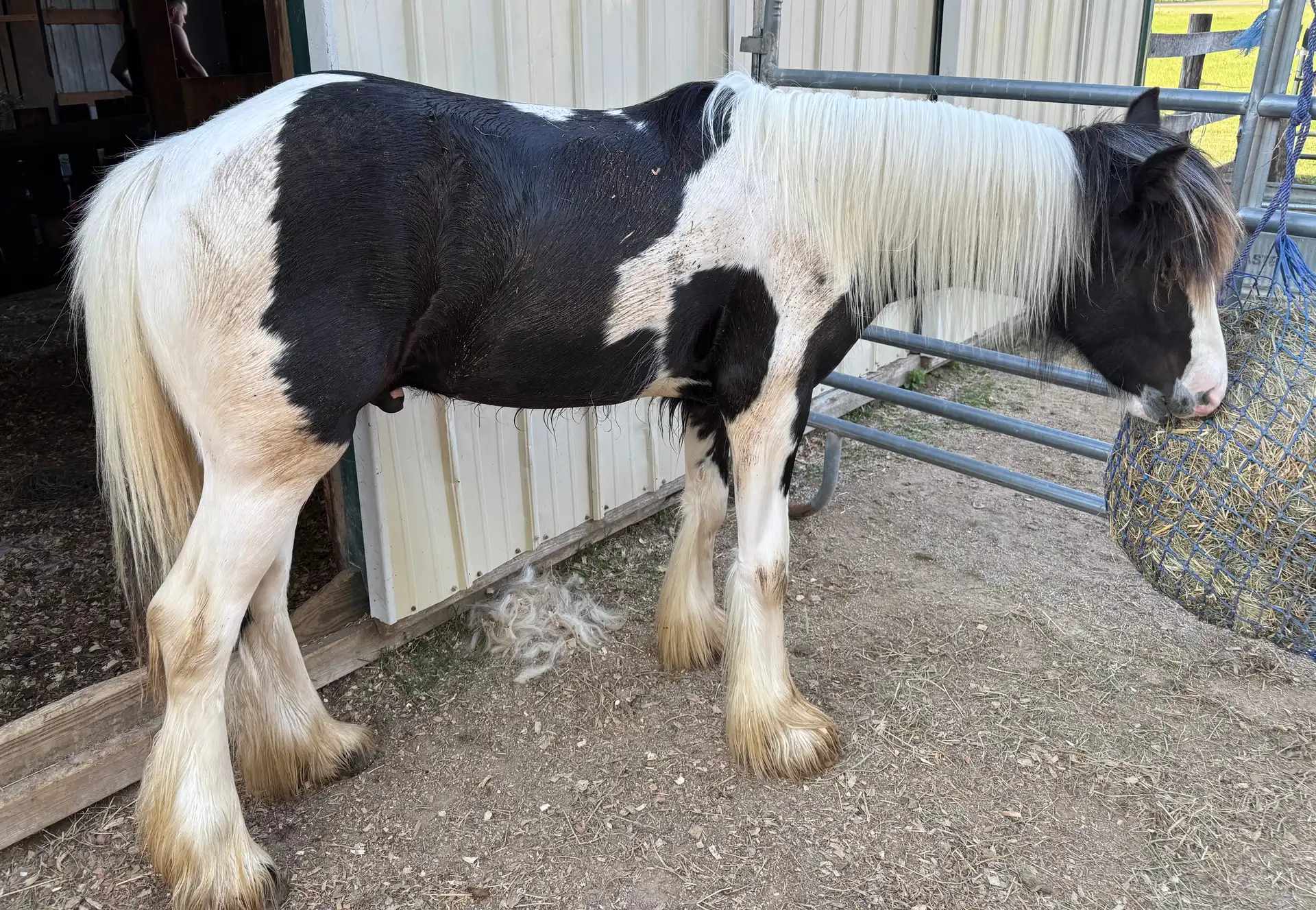 King of Chicago - Media (Unknown)