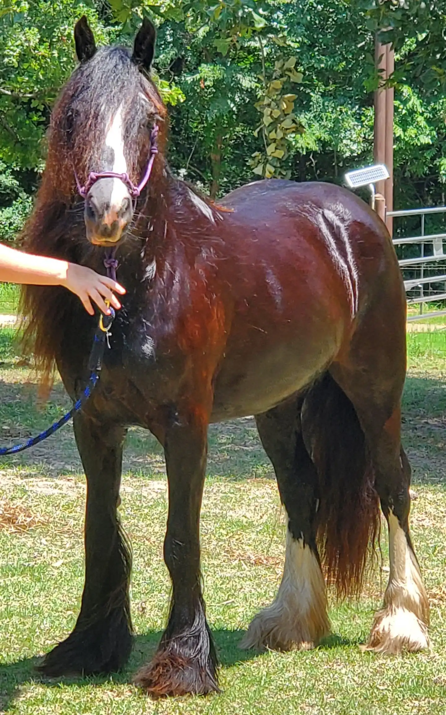 Rgr Shameless Indemnity - Media (Unknown)